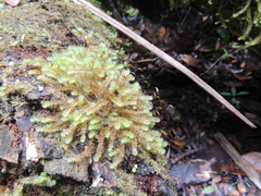 Ptychomnion aciculare