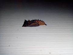 Nymphalidae