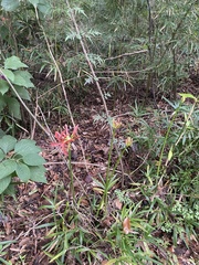 Lycoris radiata