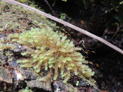 Ptychomnion aciculare