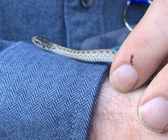 Thamnophis elegans vagrans