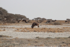 Connochaetes taurinus taurinus