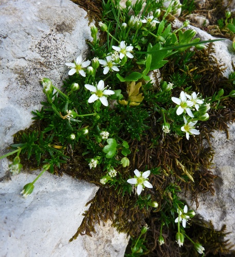 Alpine Sandwort