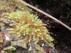 Ptychomnion aciculare