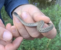 Thamnophis elegans vagrans