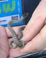 Thamnophis elegans vagrans