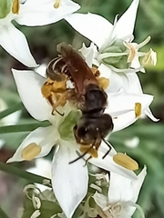 Halictus ligatus