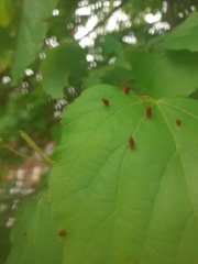 Eriophyes tiliae