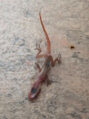 Mediodactylus kotschyi