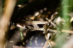 Chloealtis conspersa