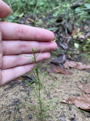 Equisetum arvense