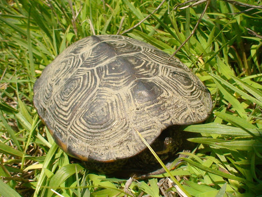 Diamondback Terrapins (Pet tortoises and turtles genus) · iNaturalist