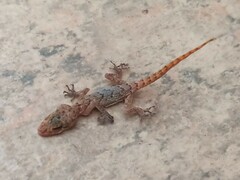 Mediodactylus kotschyi