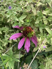 Echinacea purpurea