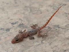 Mediodactylus kotschyi