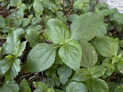 Synedrella nodiflora