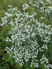 Eupatorium