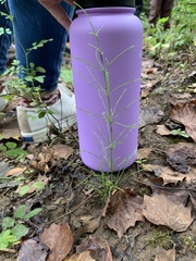 Equisetum arvense