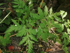Pleurospermum uralense