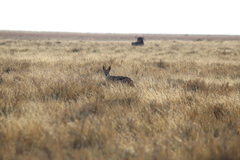 Lupulella mesomelas mesomelas