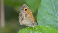 Pyronia tithonus