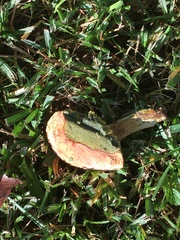 Pulchroboletus rubricitrinus