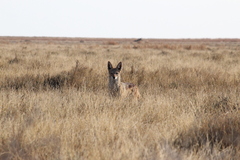 Lupulella mesomelas mesomelas
