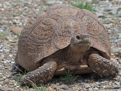 Stigmochelys pardalis