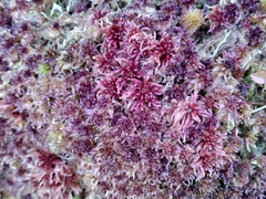 Sphagnum rubellum