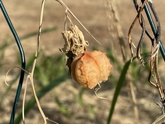 Cardiospermum halicacabum