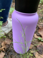 Equisetum arvense