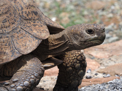 Stigmochelys pardalis