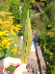 Coleosporium solidaginis