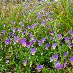Viola tricolor
