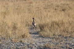Burhinus capensis capensis