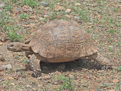Stigmochelys pardalis