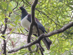 Hemiphaga novaeseelandiae