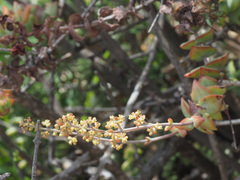 Crassula perforata