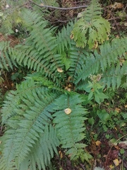 Polystichum braunii
