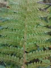 Polystichum braunii
