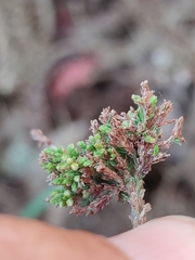Aceria exigua