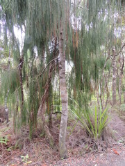 Dacrydium cupressinum