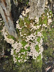 Coprinellus disseminatus