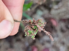 Aceria exigua
