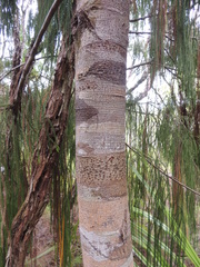 Dacrydium cupressinum