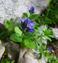 Veronica alpina