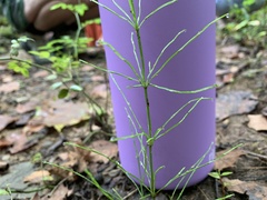 Equisetum arvense