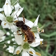 Halictus ligatus