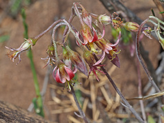 Cotyledon papillaris