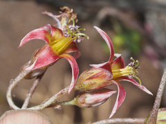 Cotyledon papillaris